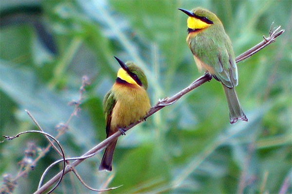 Little Bee-eaters seen well during the 2006 Birdquest Gambia & Senegal tour