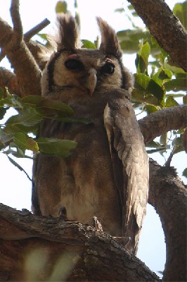Verreaux's Eagle Owl seen well during the 2006 Birdquest Gambia & Senegal tour