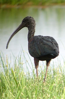 Glossy Ibis seen well during the 2006 Birdquest Serengeti & Ngorongoro tour