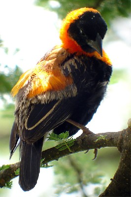 Black Bishop seen well during the 2006 Birdquest Serengeti & Ngorongoro tour