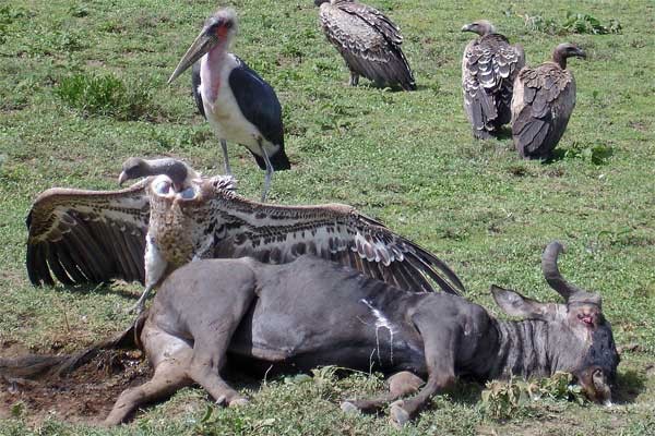 Ruppell's Griffon Vulture seen well during the 2006 Birdquest Serengeti & Ngorongoro tour