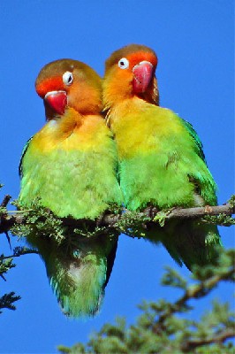 Fischer's Lovebirds seen well during the 2006 Birdquest Serengeti & Ngorongoro tour