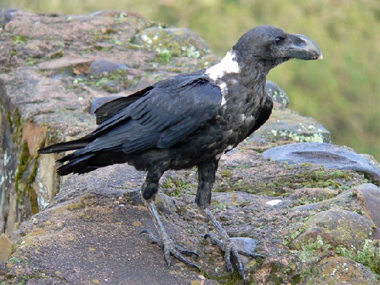 White-necked Raven seen well during the 2006 Birdquest Serengeti & Ngorongoro tour