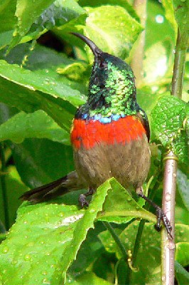 Eastern Double-collared Sunbird