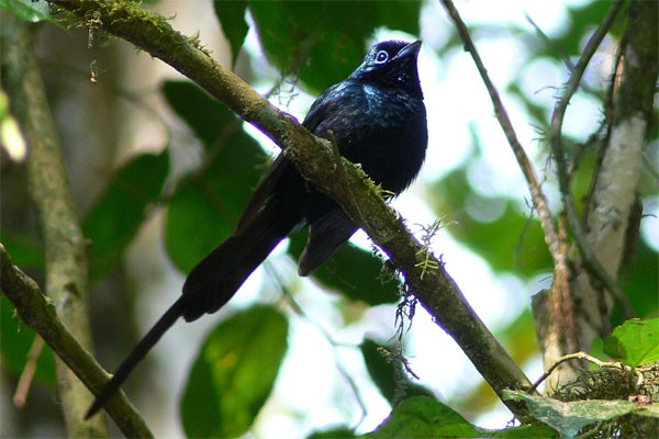 São Tomé Paradise-Flycatcher