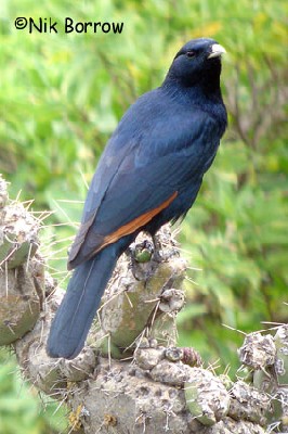 White-billed Starling seen well during the Birdquest Ethiopia 2006 tour