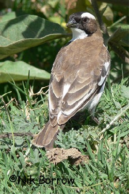 White-browed Sparrow-Weaver seen well during the Birdquest Ethiopia 2006 tour