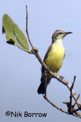 Nile Valley Sunbird seen well during the Birdquest Ethiopia 2006 tour