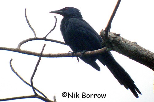 Forest Chestnut-winged Starling - the very large nominate race