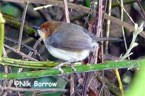 African Tailorbird aka Red-capped Forest Warbler