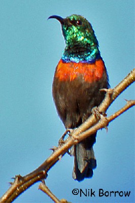 Black-bellied Sunbird - in worn plumage, lacking central tail streamers