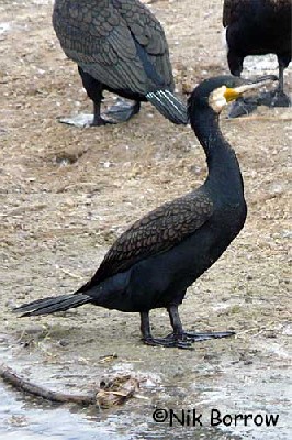 dark morph of the race lucidus sometimes split as White-breasted Cormorant