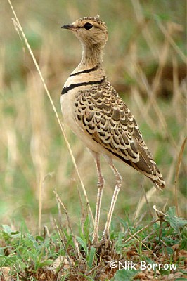 aka Two-banded Courser