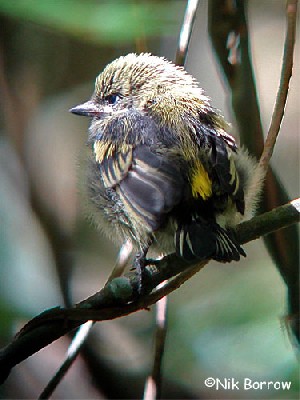 recently fledged Moustached Green Tinkerbird