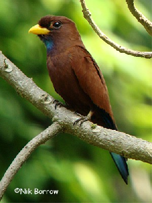 Blue-throated Roller