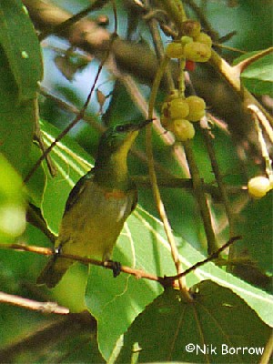 Yellow-chinned Sunbird