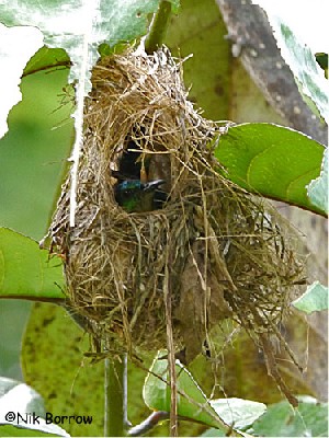 female Collared Sunbird on nest