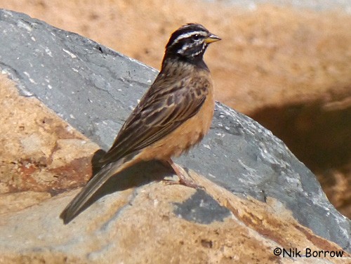 Cinnamon-breasted Bunting nominate race