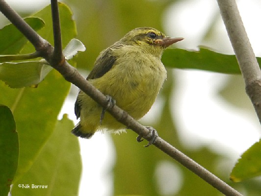 juvenile Violet-tailed Sunbird waiting to be fed by female