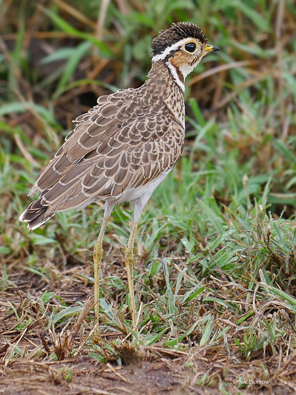 Three-banded Courser ssp emini
