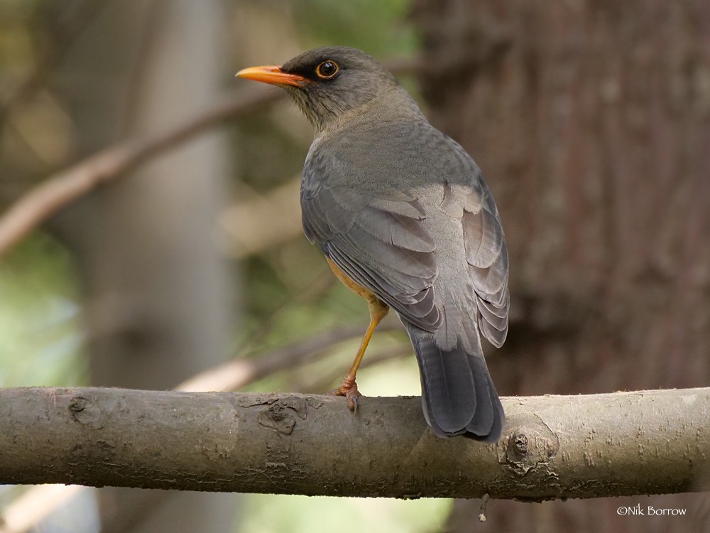 Abyssinian Thrush nominate race