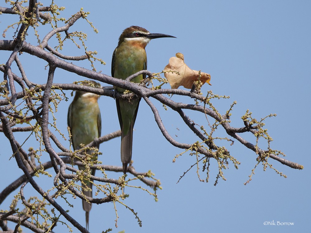 Olive Bee-eater nominate race