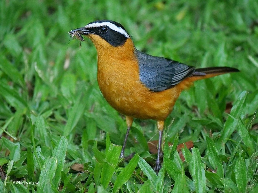 White-browed Robin-Chat nominate race