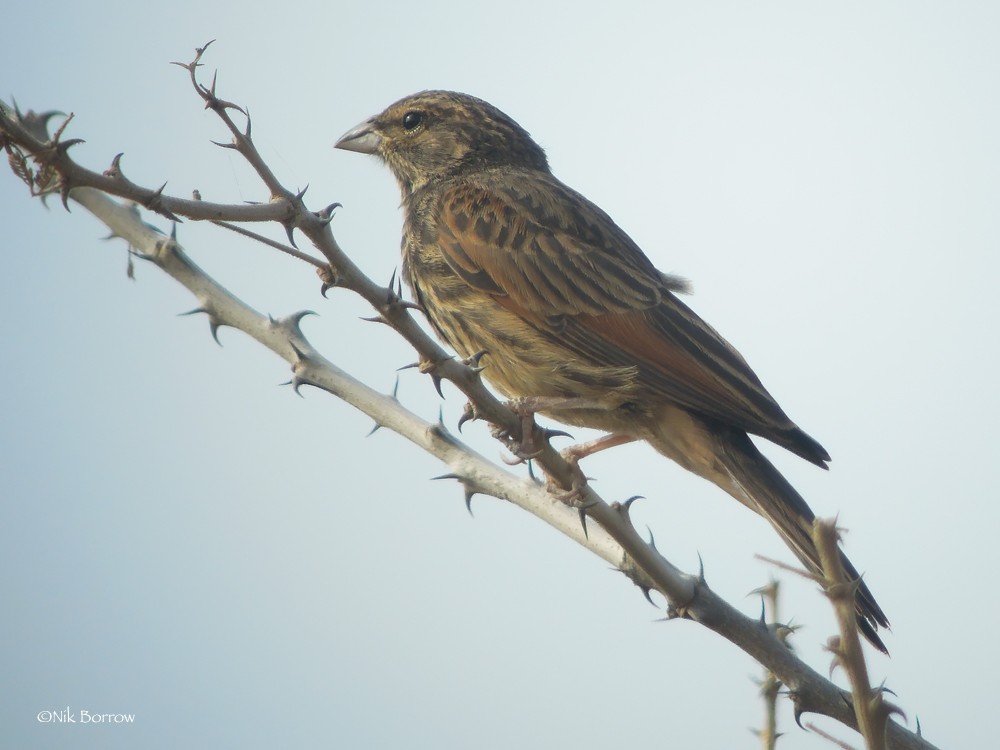 Striolated Bunting nominate race