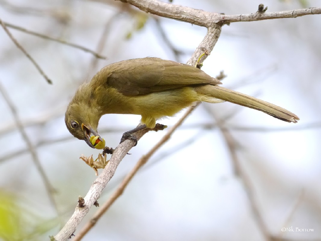 Yellow-bellied Greenbul ssp. centralis