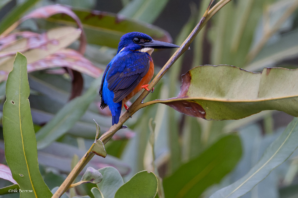 Shining-blue Kingfisher subspecies guentheri