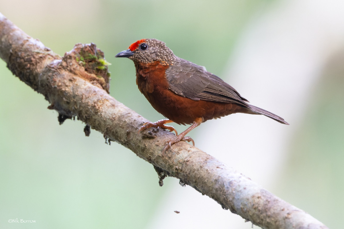 Red-fronted Antpecker