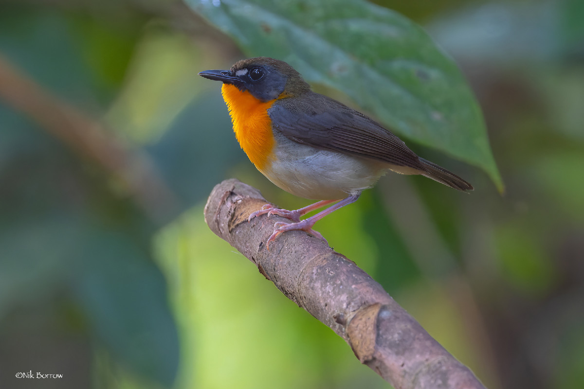 Forest Robin nominate race