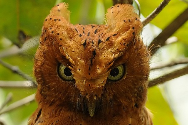 Sokoke Scops Owl - Otus ireneae