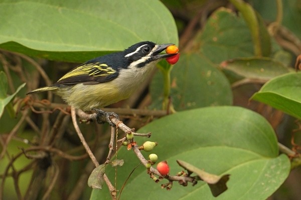 Yellow-rumped Thinkerbird - Pogoniulus bilineatus - wąsaczek żółtorzytny