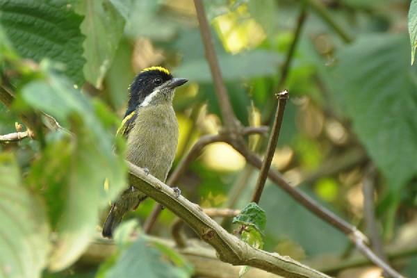 Western Green-Tinkerbird - Pogoniulus coryphaeus - wąsaczek żółtogrzbiety
