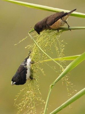 Black and white Mannikin - Lonchura bicolor - mniszka dwubarwna