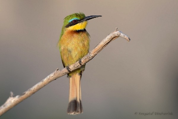 Little Bee-eater - Merops pusillus - żołna mała