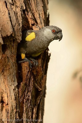 Rueppell's Parrot - Poicephalus rueppellii - afrykanka niebieskorzytna