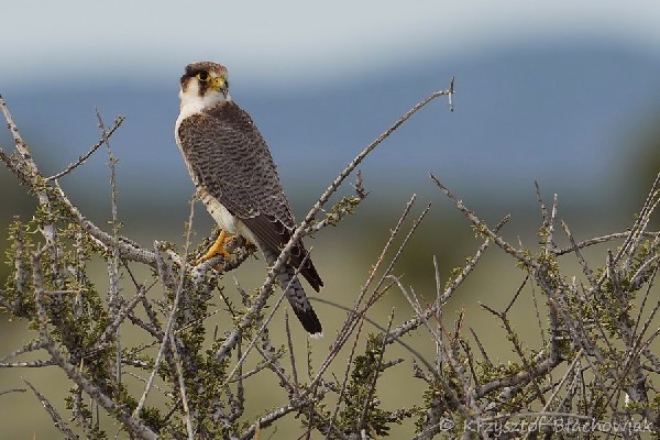 Red-necked Falcon - Falco chicquera - kobczyk rudogłowy