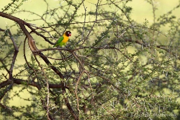 Yellow-collared Lovebird - Agapornis personatus - nierozłączka czarnogłowa