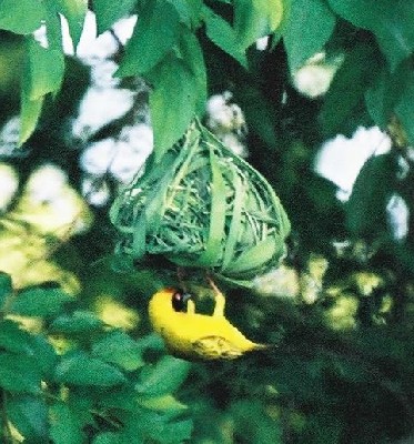 Masked Weaver building his nest