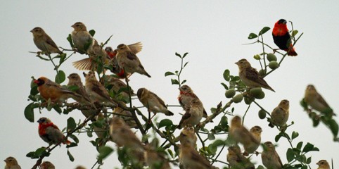 Northern Red Bishops adults moulting