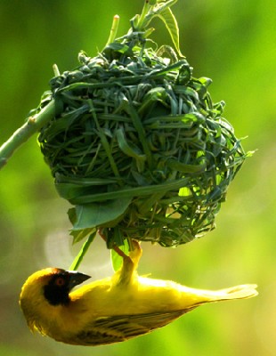 Vitelline Masked Weaver building his nest