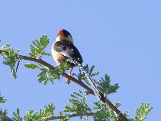 Shaft-tailed Whydah displaying