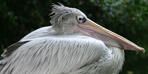 Pink-backed Pelican resting
