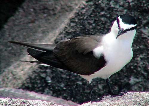 Bridled Tern videograb