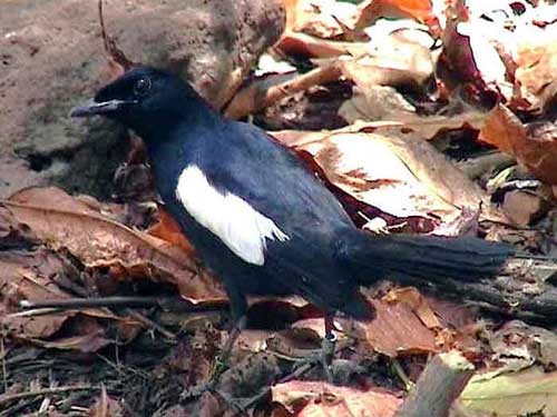 Seychelles Magpie-Robin videograb