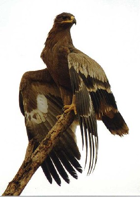 Steppe Eagle drying its wings after rain