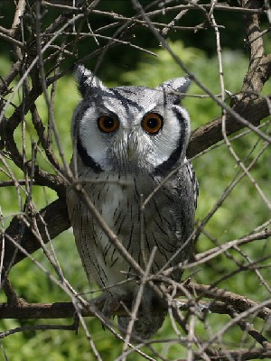 Southern White-faced Owl - a natural frame