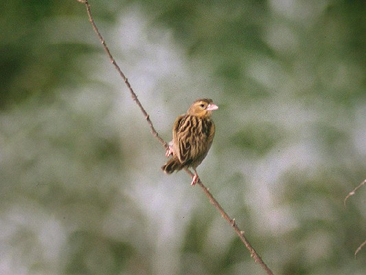 Yellow-mantled Widowbird ?